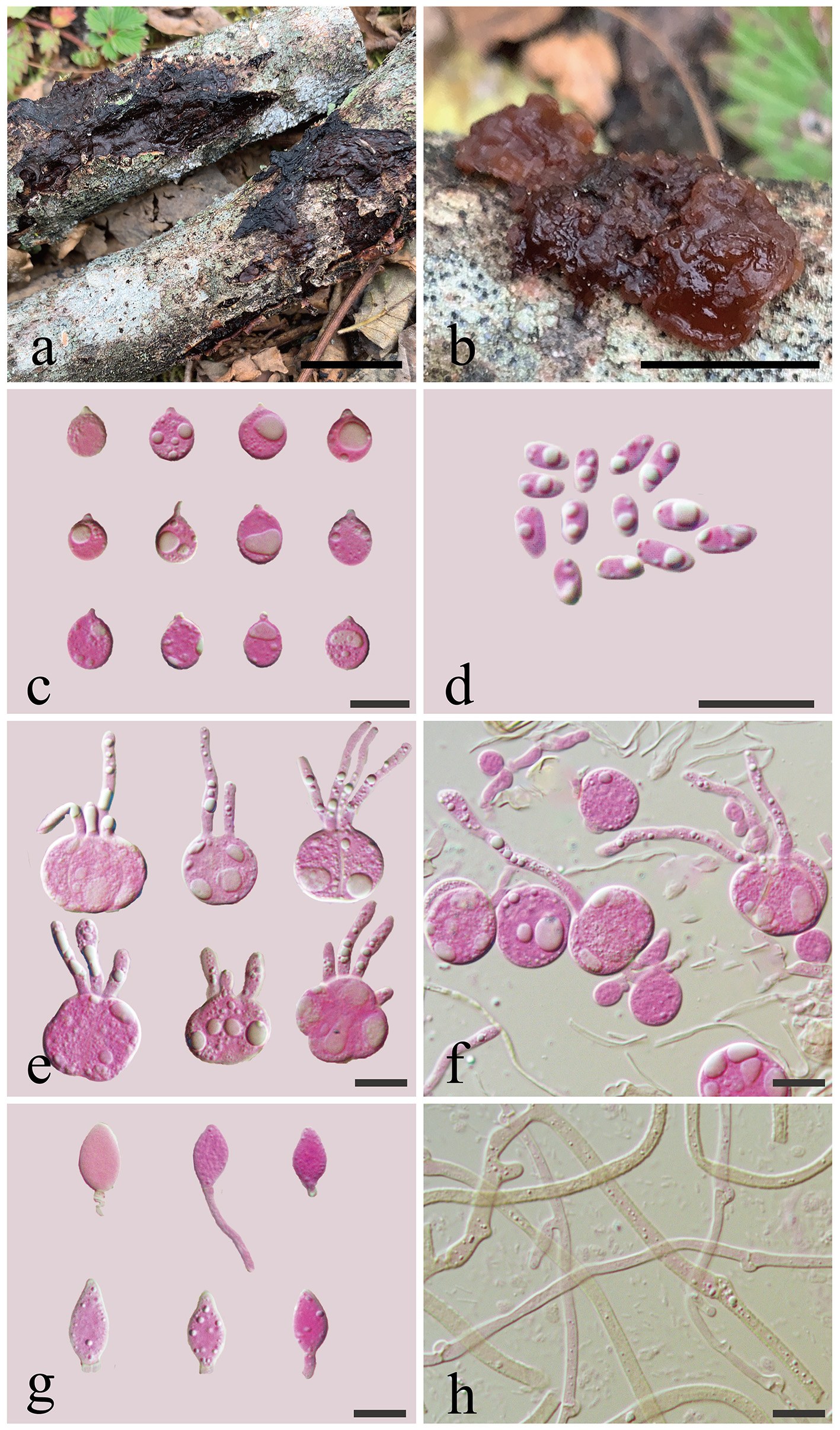 Figure 50